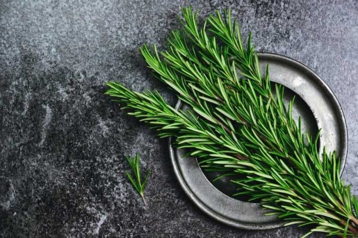 A bunch of rosemary herbs placed in a dark colored plate