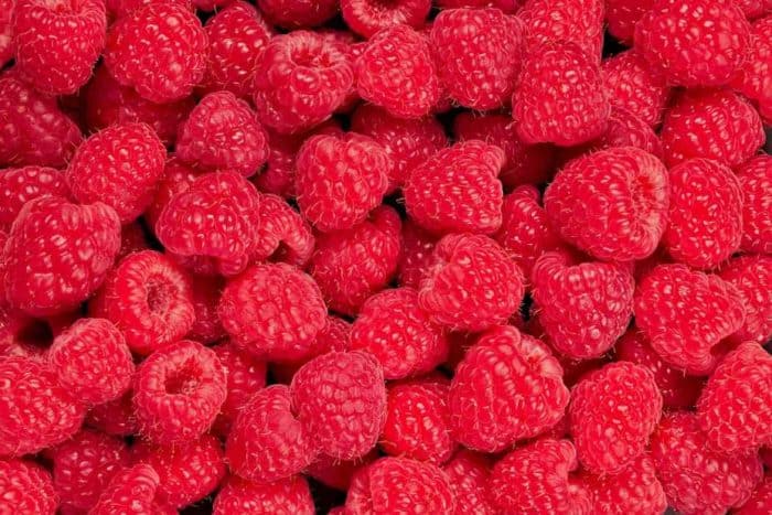 a bunch of freshly picked raspberry