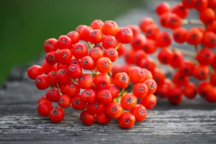 Rowan berries on wooden boards