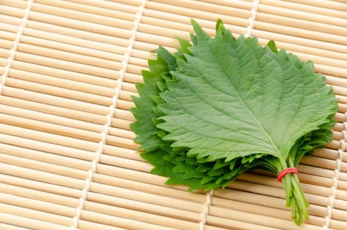 Fresh Green Shiso (perilla frutescens) or Oba leaf on bamboo rolling mat