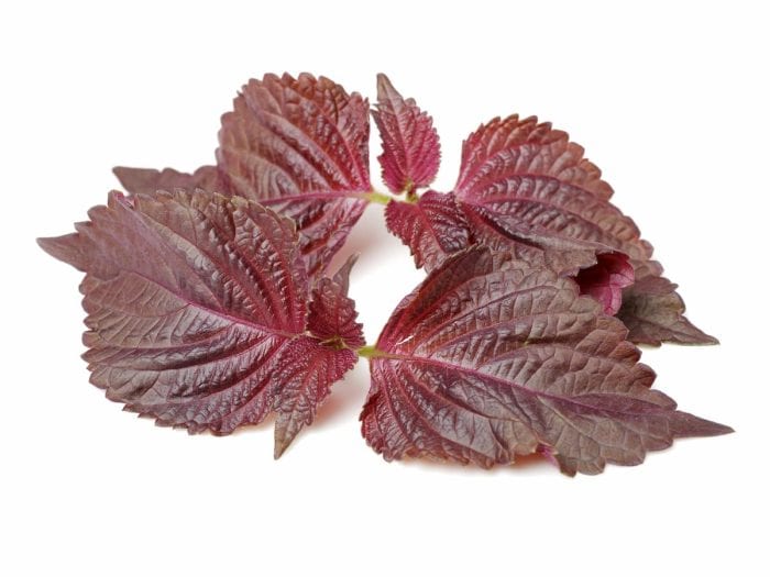 Perilla (Shiso) Leaf on white background
