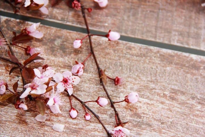 Natural pink cherry blossoms on wooden background