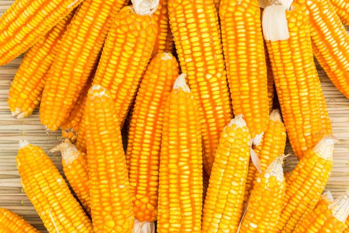 a bunch of orange corn on a light colored wooden desk