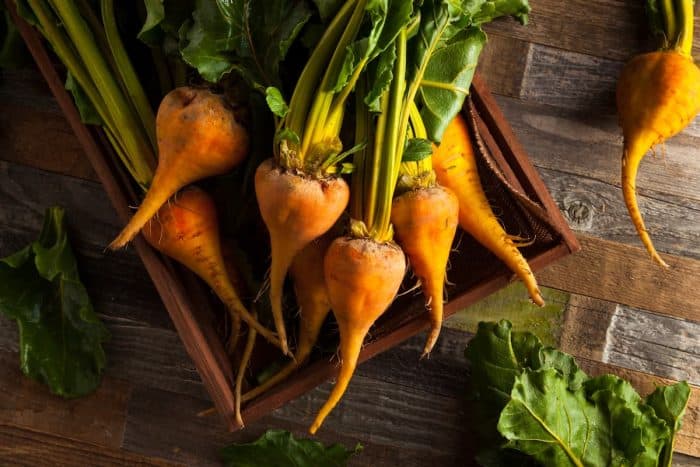 freshly harvested golden beets placed on a wooden table