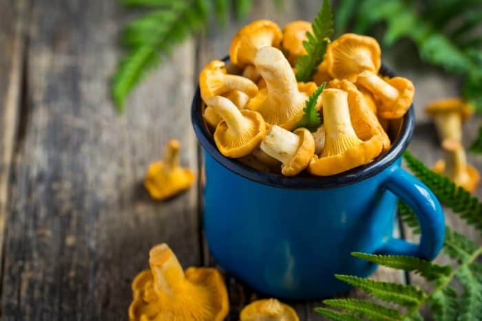 a bunch of Chanterelle mushrooms in blue mug