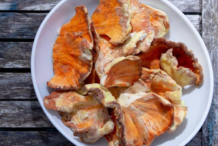 A top down view of a bowl of chicken of the woods mushrooms.
