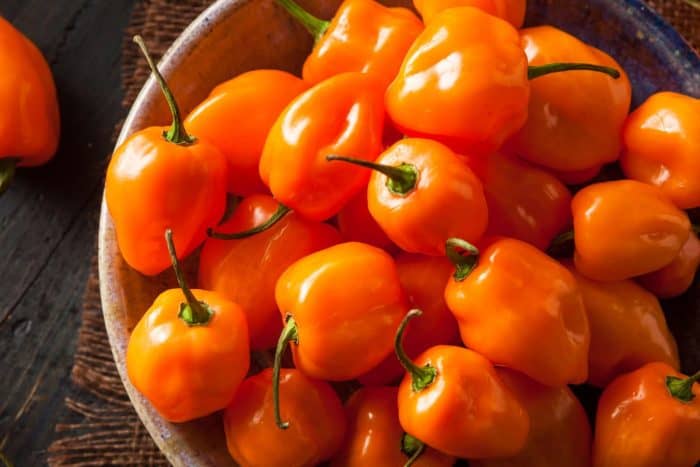a basket full of Raw Organic Orange Habanero Peppers