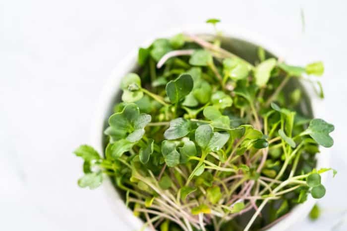 Freshly harvested radish microgreens in a bowl