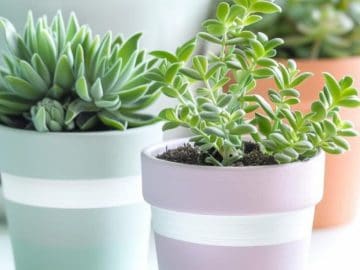 Stripes in soft pastels create a gentle color scheme that brings a calming and dreamlike quality to your plant display — soothing to the senses and pleasing to the eye.