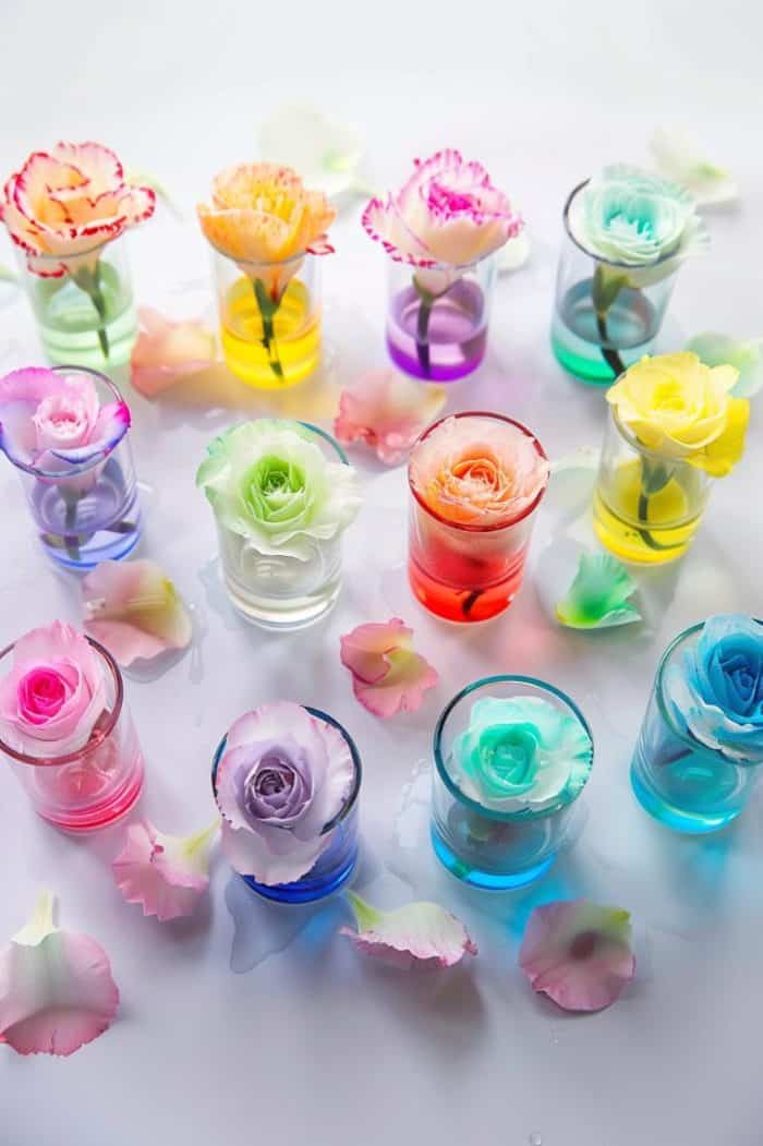 Place white flowers into cups of water mixed with different food colorings, and observe as the petals absorb the dye and change color over time. 